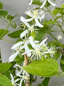 '' Powojnik Stellar 1